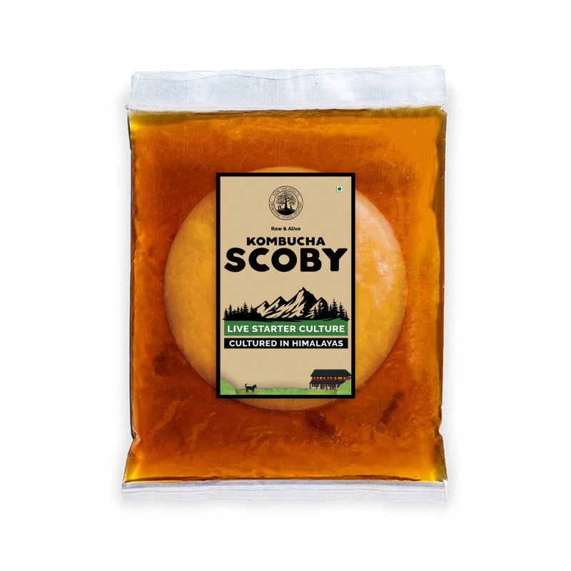 Kombucha SCOBY and Starter Tea