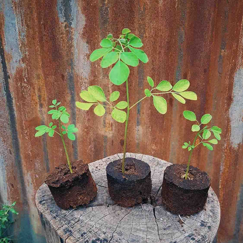 cow dung plant pots Cow-Dung Seed Germination pots (Set of 6) – PEEPAL FARM PRODUCTS