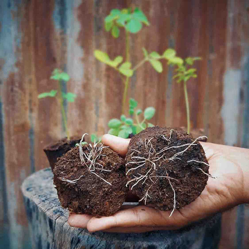 Cow-Dung Seed Germination pots (Set of 6)