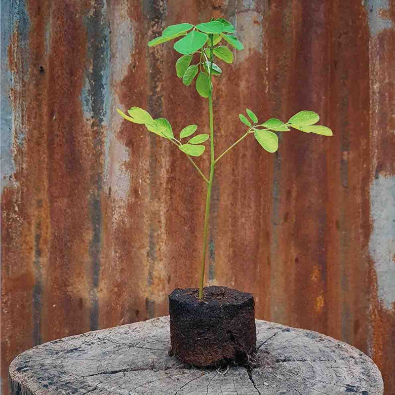 Cow-Dung Seed Germination pots (Set of 6)