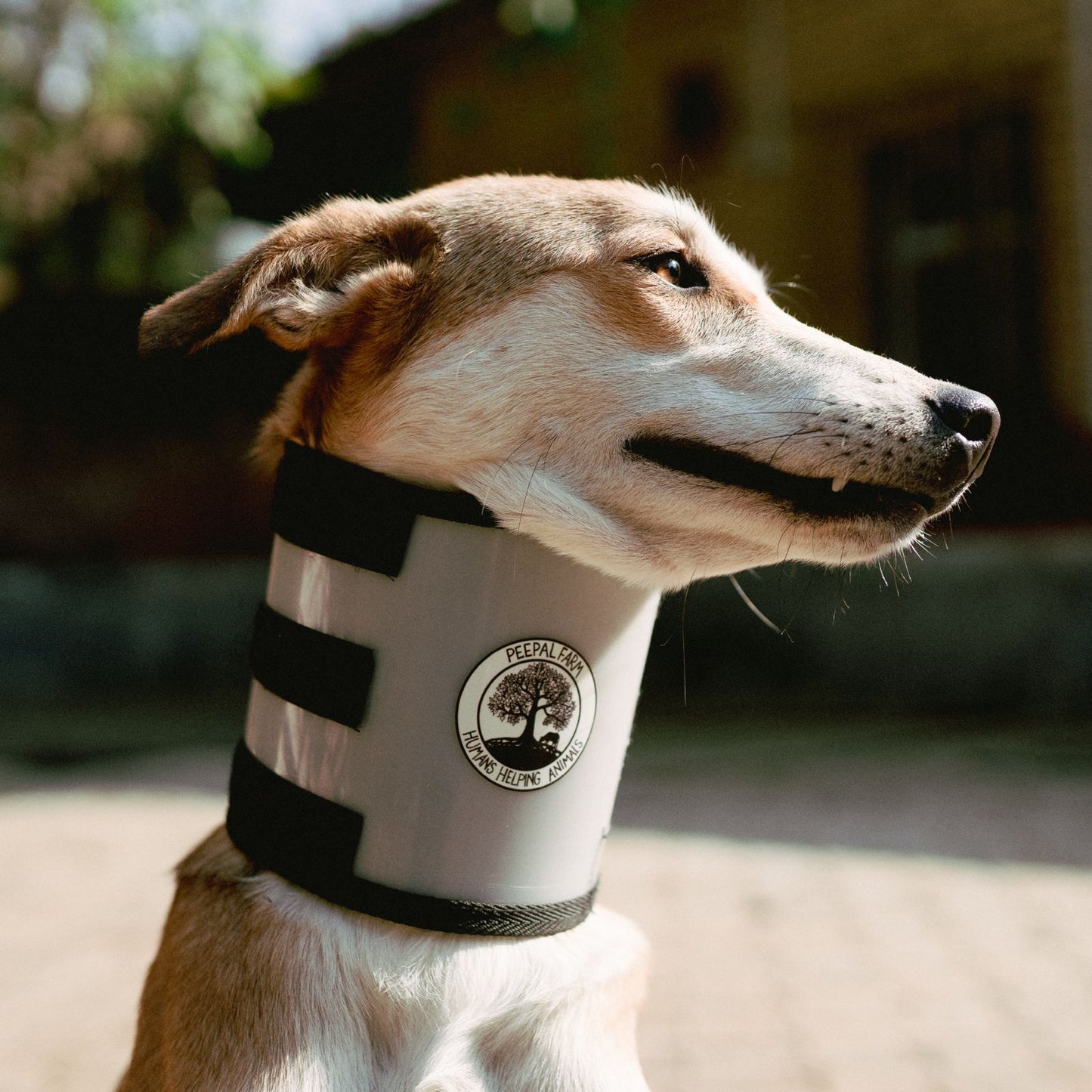 Peepal Farm Dog and Cat Surgery Collars