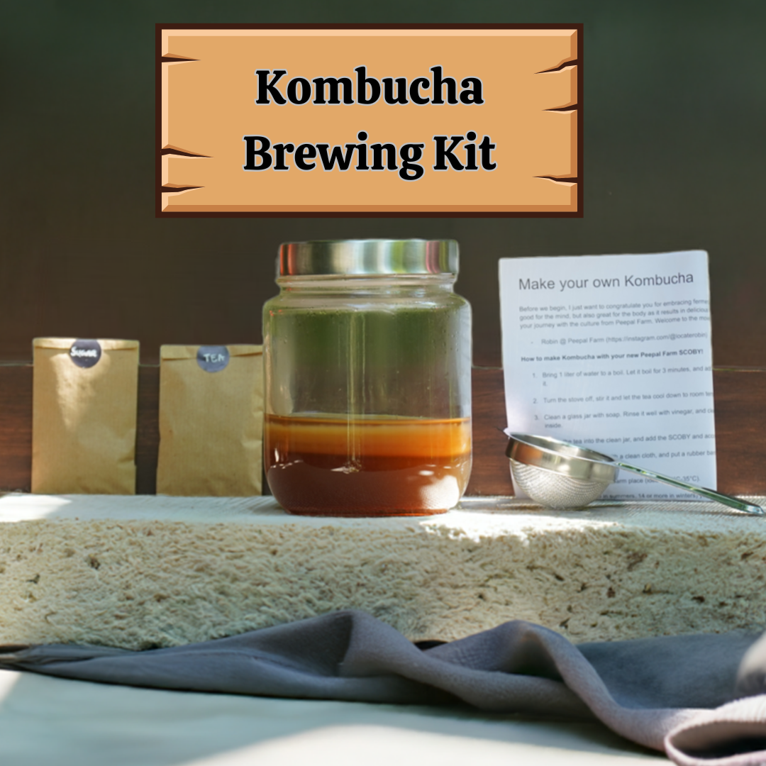 Brew Your Own Kombucha Starter Kit